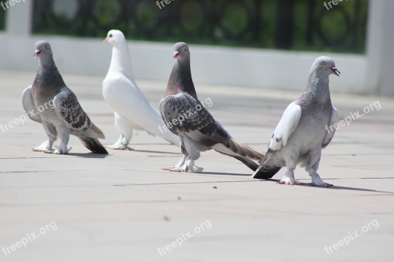 Birds Nature Animals Wildlife Grey