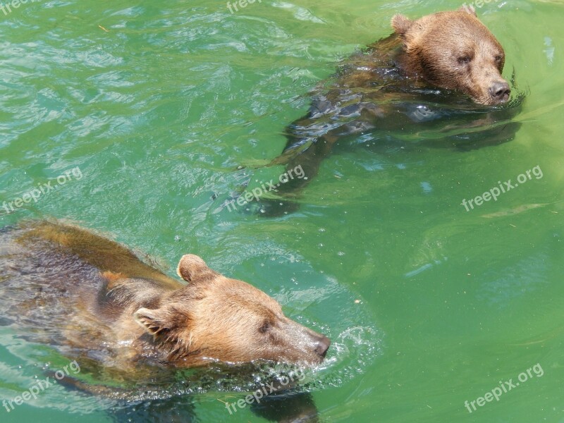 Waters Nature Swim Animal World Wet