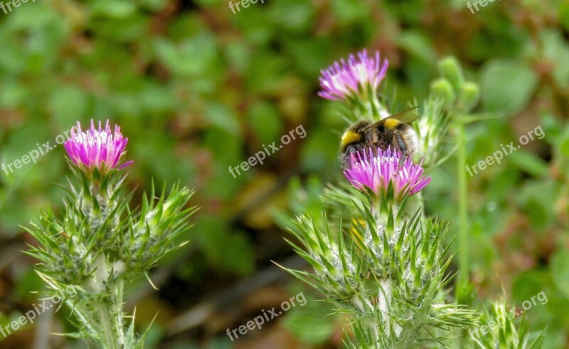 Bumblebee Borinot Nature Plant Flower