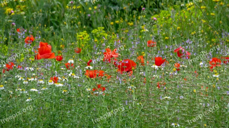 Poppy Flower Papaverales Papaver Rhoeas L Plant