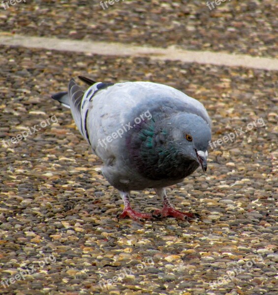 Paloma Birds Columbidae Wild Life Nature