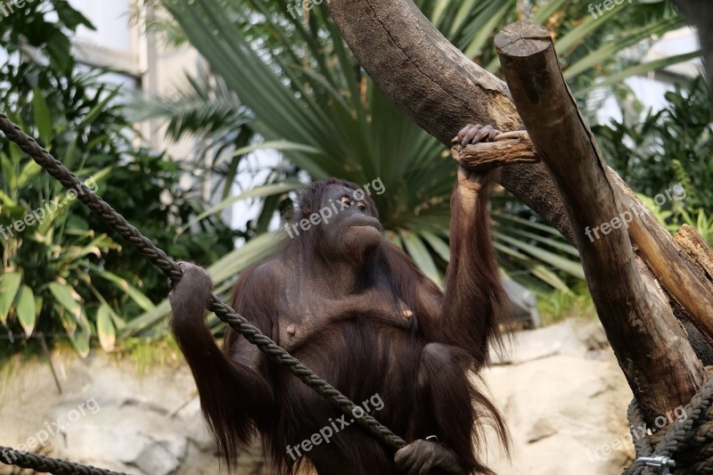 Tree Tropical Jungle Monkey Wood