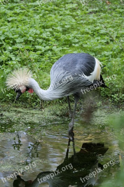 Animal World Bird Animal Nature Puddle