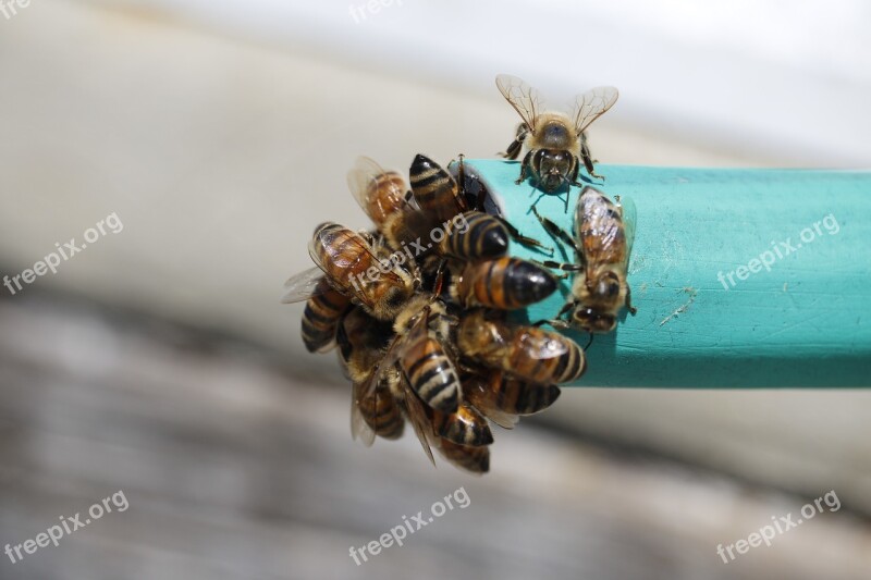 Insect Nature Outdoors Bees Water Hose