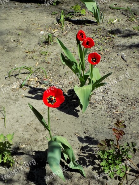 Tulips Flower Plant Nature Yard