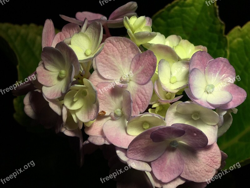 Pink Flowers Pink Petals Pink Flower Pink Flower