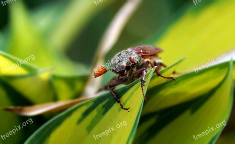 Nature Insect Leaf Close Up Plant