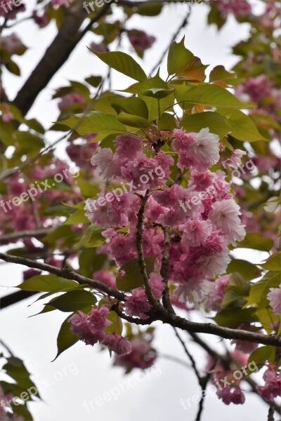 Tree Branch Nature Plant Flower