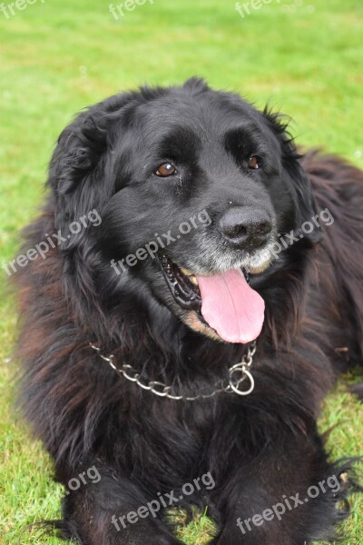 Dog Mammal Canine Animal Portrait