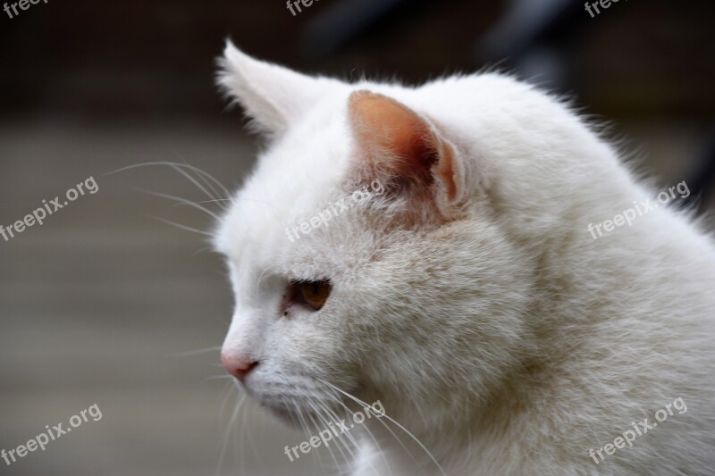 Animal Mammal Cat Nature White