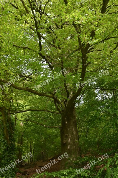 Nature Wood Tree Landscape Leaf