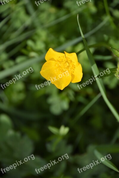 Nature Plant Garden Close Up Buttercup