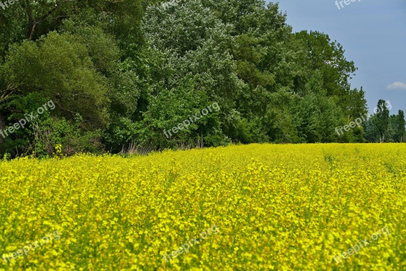 Colza Rape Blooming Flowers Field Country