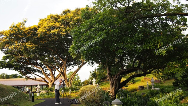 Tree Nature Grass Wood Landscape