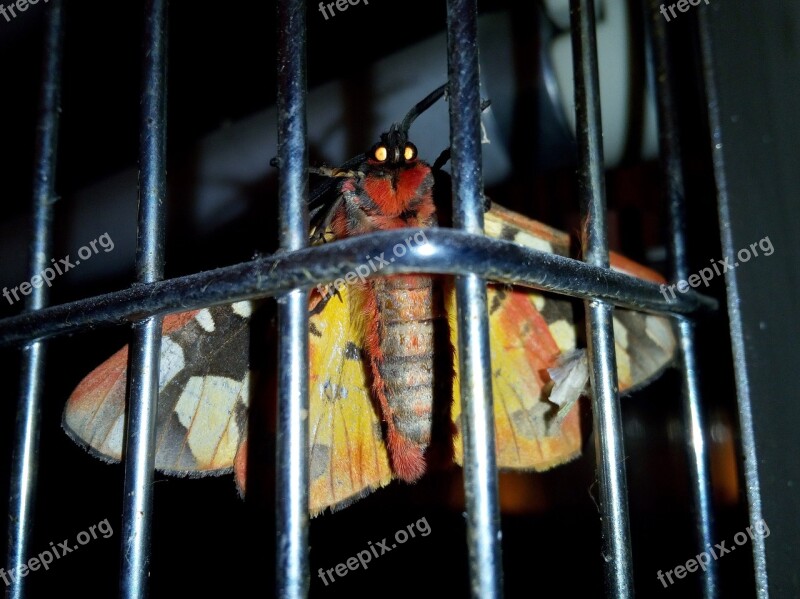 Butterfly Night Butterfly Moth Cage Security