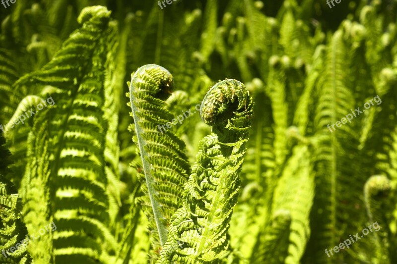 Fern Fiddlehead Green Plant Vessel