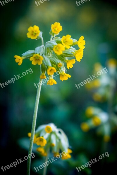 Flower Plant Nature Growth Summer