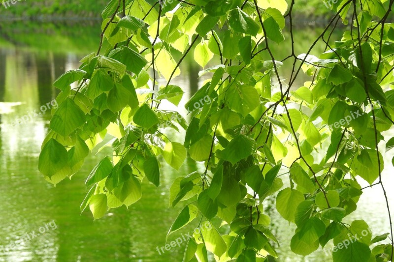 Leaf Plant Nature The Freshness Lush