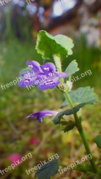 Nature Plant Flower Leaf Plants Outdoors