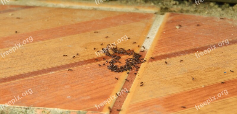 Wood Nature Sand Ants Free Photos