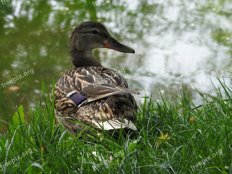 Nature Birds Pen Duck Lawn