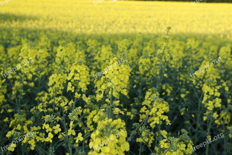 Field Farm Harvest Flower Plant