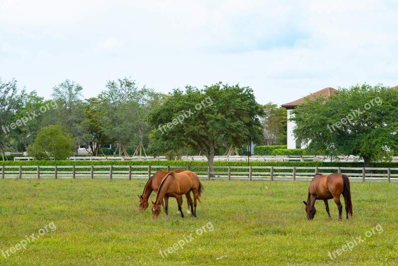 Farm Hayfield Grass Animal Field