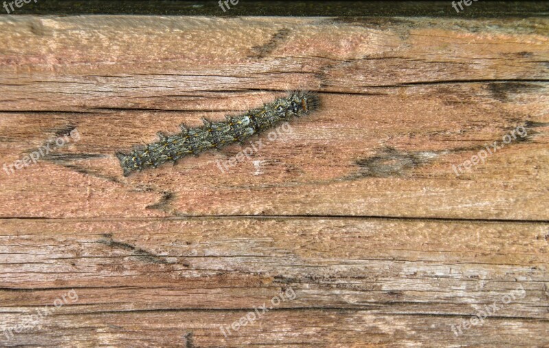 Caterpillar Camouflage Insect Close Up Hairy