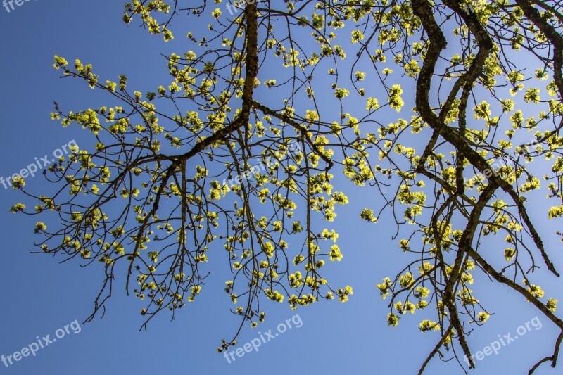 Leaves Ash Backlighting Tree Green