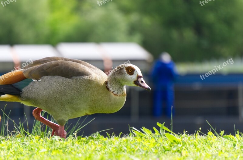 Nilgans Duck Animal Nature Waters