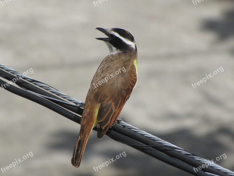 Birds Wild Life Nature Animalia Free Photos