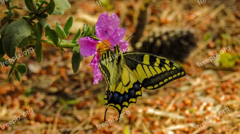 Butterfly Nature Plant Leaf Flower