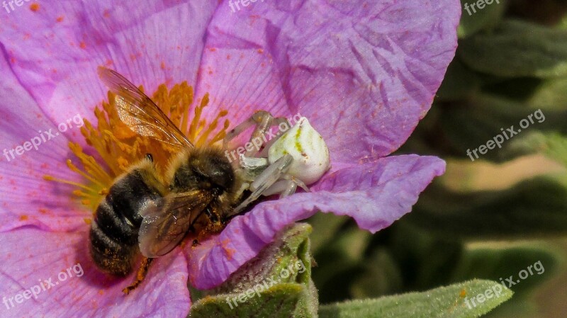 Bee Spider Animals Nature Anthophila