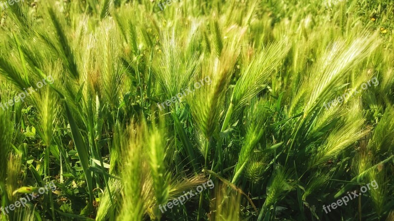 Growth Cereal Field Agro-industry Free Photos