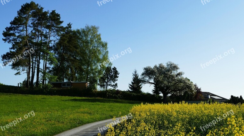 Landscape Nature Field Of Rapeseeds Trees Morning Sun