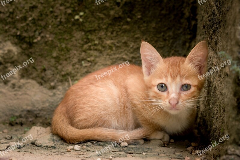 Cute Animal Cat Little Young