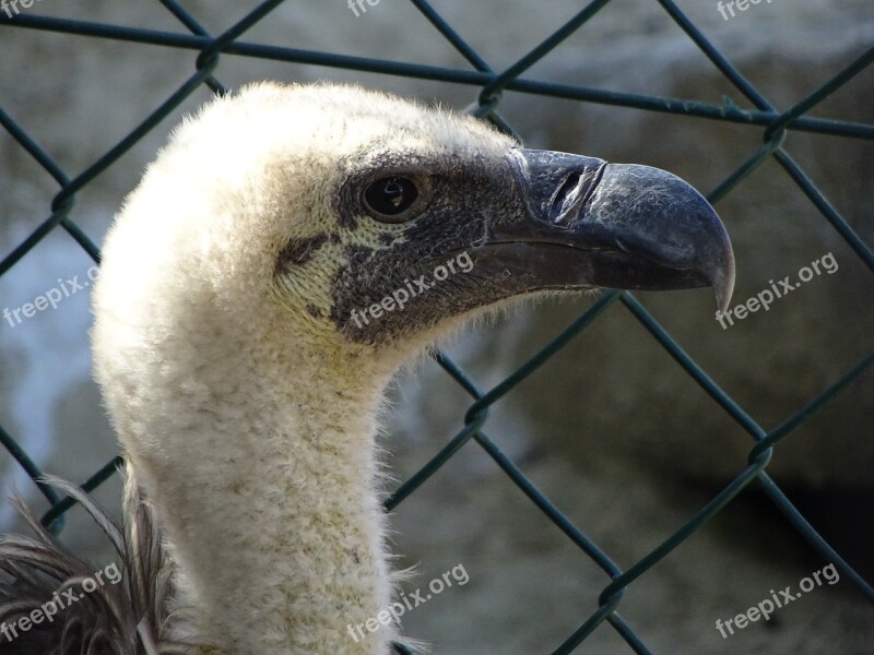 Animalia Wild Life Nature Birds Cage