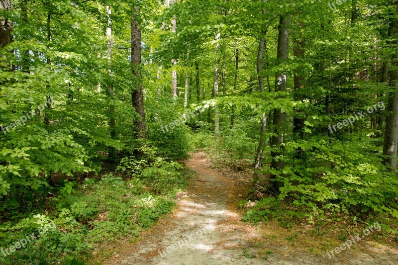 Deciduous Forest Trees Nature Leaves Free Photos