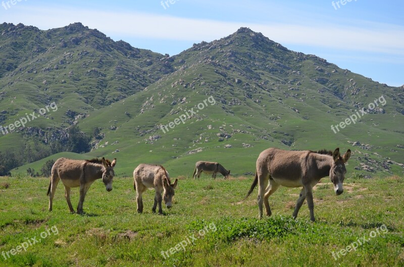 Wild Burro Hayfield Pasture Grass Farm