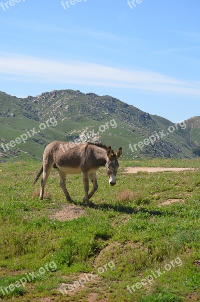 Wild Burro Grand Terrace Ca Nature Grass Outdoors