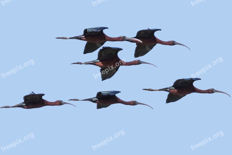 Spain Andalucia Parque Doñana Glossy Ibis Bird