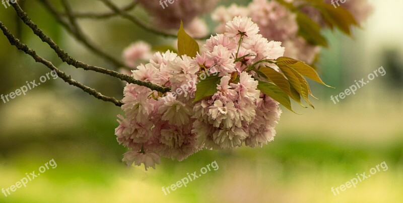 Flower Cherry Nature Plant Tree