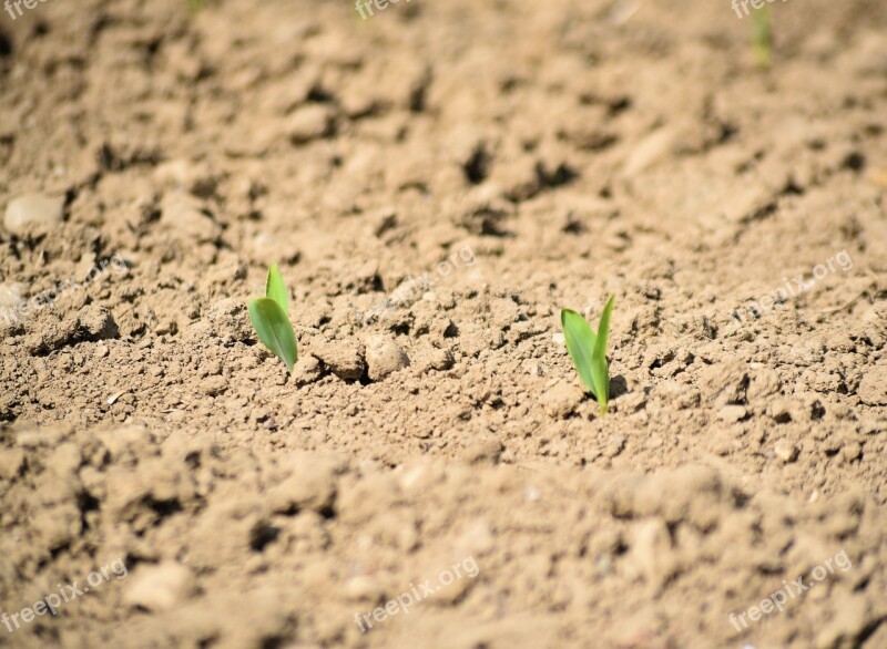 Agricultural Cereals Sow Sprout Earth