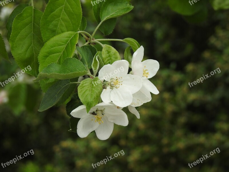 Nature Flower Plant Leaf Tree