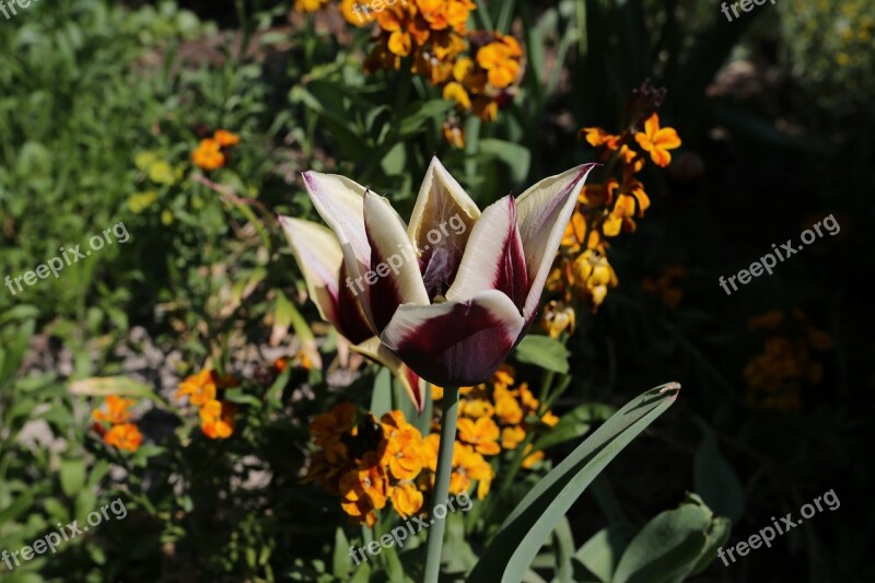 Flower Plant Nature Garden Leaf