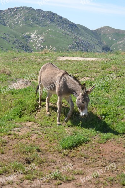 Wild Burro California Mountainous Nature Grass