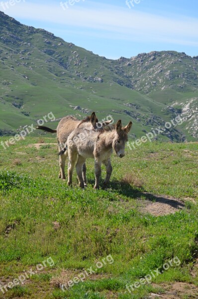 Wild Burros California Nature Grass Hayfield