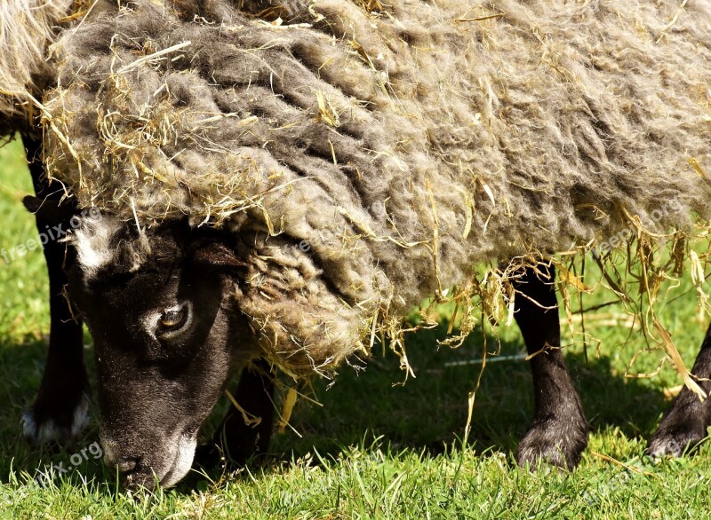 Sheep Wool Animal Meadow Nature