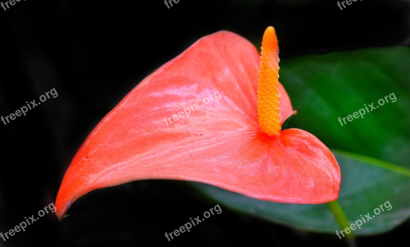 Anthurium Pink Flower Nature Leaf