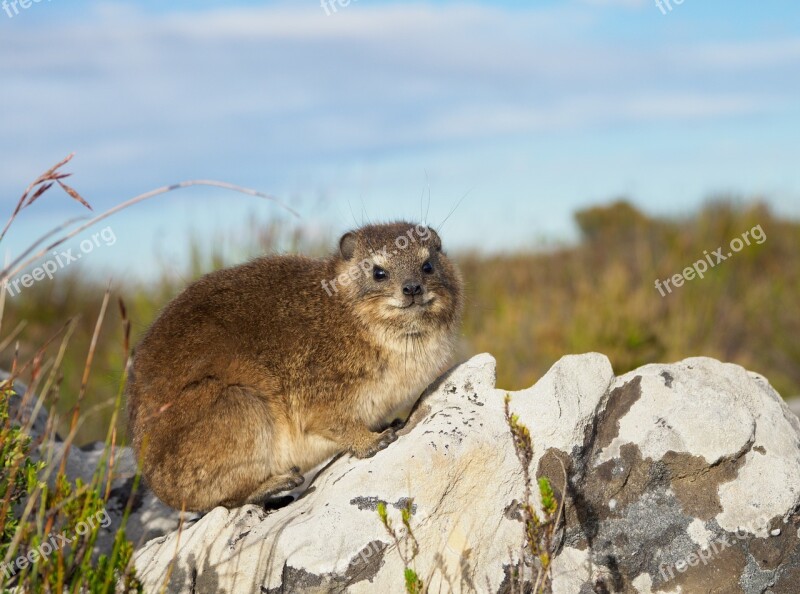 Rock Hyrax Dassie Table Mountain Animal Mammal